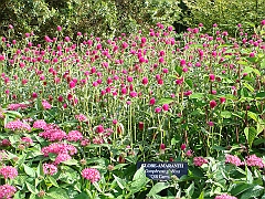 177 Longwood Gardens [2008 August 23]